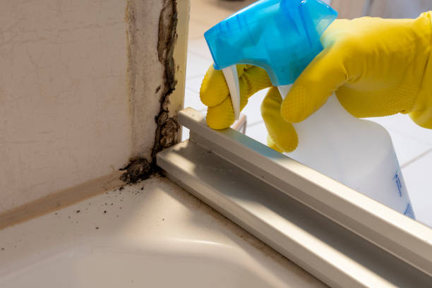 Best Office Mold Removal Services  in Luck, WI
