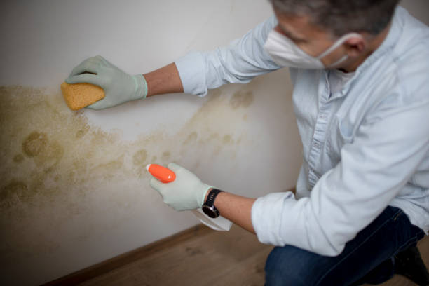  Luck, WI Mold Removal Pros