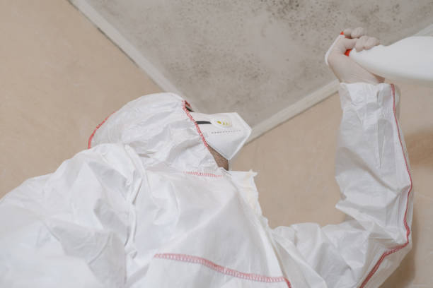Best Best Mold Removal Companies  in Luck, WI