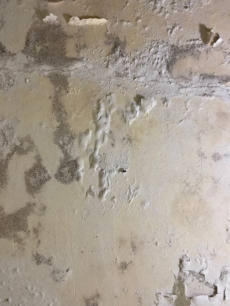 Best Mold Removal Process  in Luck, WI
