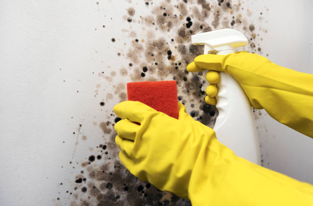 Best Mold Remediation  in Luck, WI
