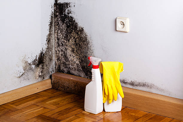 Best Emergency Mold Removal  in Luck, WI