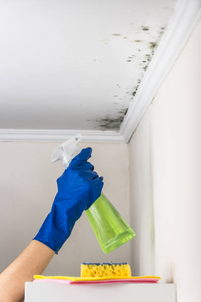 Office Mold Removal Services in Luck, WI